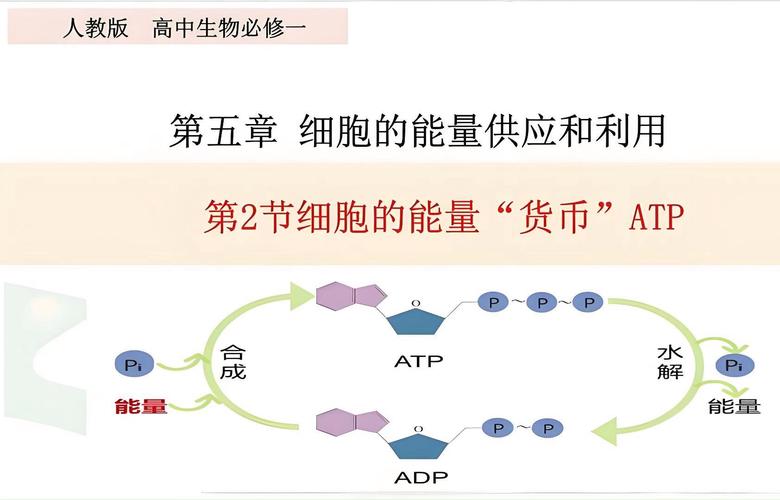 驅(qū)動蛋白質(zhì)折疊的主要作用力，驅(qū)動蛋白運(yùn)輸什么